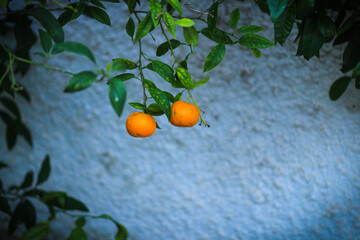 Oranges on a tree . 
Oranges growing on a tree on green leaves background.