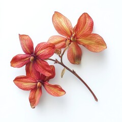 Close-up of Rangoon Creeper (Quisqualis indica).