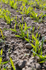 green wheat sprouts in a farmer's field