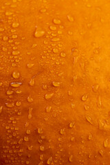 orange pumpkin wet in water close-up
