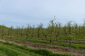 growing apples and other fruits on an industrial scale