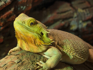 dragao barbudo