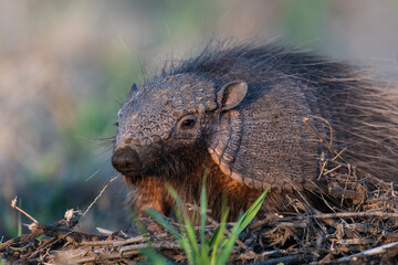 Armadillo in Pampas countryside environment, La Pampa Province, Argentina.