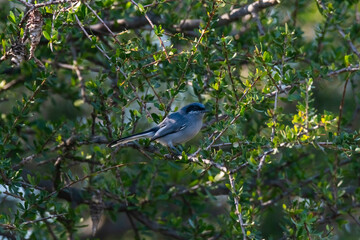Masked Gnatchatcher (Polioptila dumicola).Iberà Marshes, La Pampa, Argentina