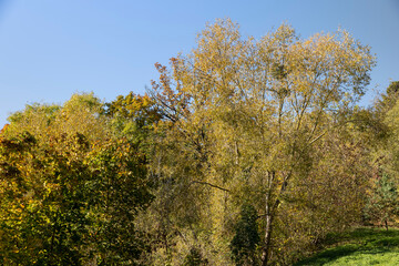 Fototapeta premium trees during the fall of yellowed foliage in the park