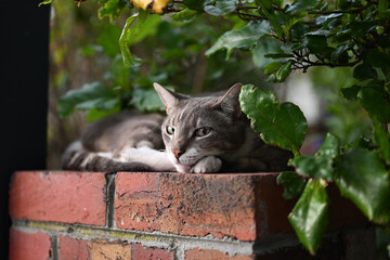 Grey and white cat, with green eyes, laying watchfully atop a red brick wall, surrounded by bright green leaves