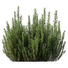The neatly trimmed bushes create a beautiful, green landscape isolated transparent background.3d rendering