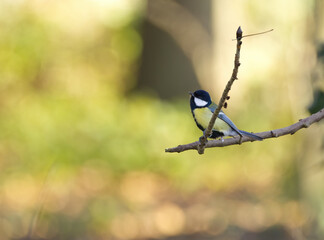 cute great tit on a branch with green background, great tit in forest on a branch, tit on the tree, autumn colours and a songbird, Parus major and bokeh in the background