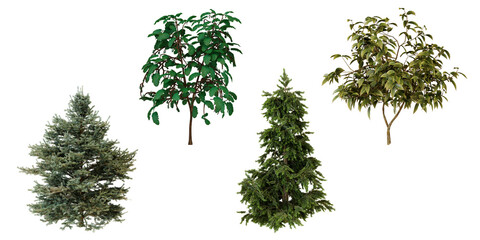 Collection of four different tree types tranparent background