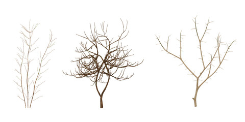 Dried seaweed specimens collection  tranparent background