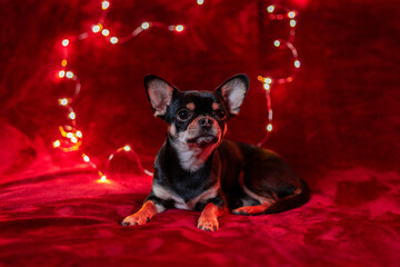 Diego the Christmas Chihuahua on a Red Cozy Blanket and String Lights in the Background.