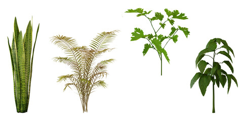 Assortment of fresh herbs and plants  tranparent background