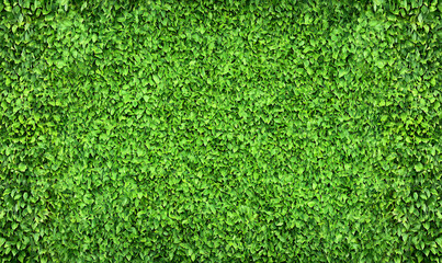 Fototapeta premium Lush green foliage wall texture, vibrant leaves background. Ideal for nature, spring, summer designs.
