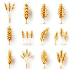 Wheat icon, rye ears sign, barley emblem, oats, cereals symbol, wheat ear, seeds, corns set