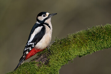 Greater Spotted Woodpecker (Dendrocopos major) on a mossy branch