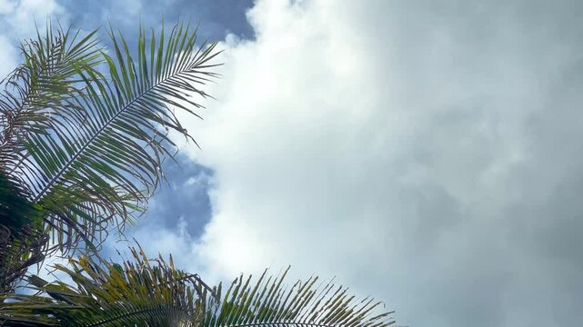 Dark clouds are moving under the blue sky, coconut tree leaves are swaying in the wind in the corner of the frame.