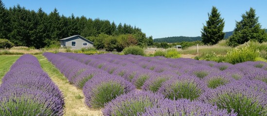 Lavender fields in bloom showcasing vibrant purple hues under clear blue skies with a scenic farmhouse and lush greenery in the background