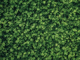 Lush Green Clover Field Creating a Dense Tapestry of Vibrant Green Foliage, Perfect for Natural Landscapes, Eco-Friendly Projects, and Springtime Themes
