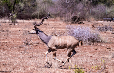 Male Kudu on the Move