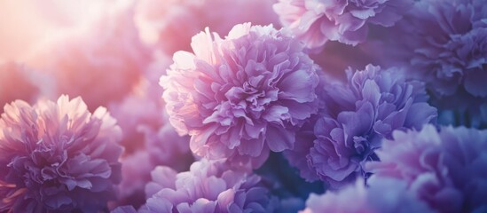 Fototapeta premium Vibrant purple flowers with detailed petals illuminated by soft sunlight perfect for garden inspiration and floral arrangement ideas