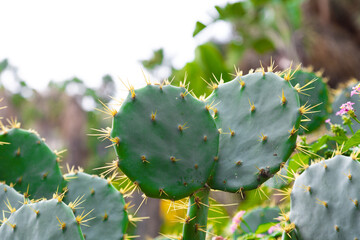 Cactus growing in botanical garden, close up showing spines and texture