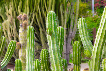 Cactus growing in botanical garden, close up showing spines and texture