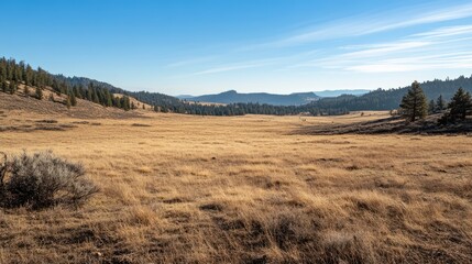 Obraz premium Winter view of a dry field with distant forest showcasing natural landscapes and serene beauty in a clear blue sky setting