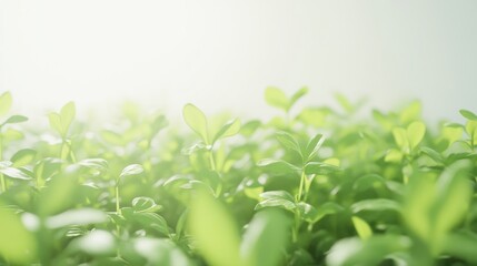 Obraz premium Fresh green plants growing in soft sunlight.