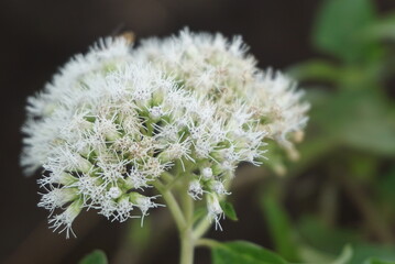 close up of a flower