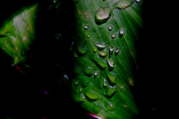 Water droplets sticking to green leaf surface