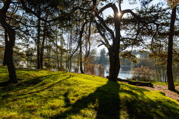 Pine trees forest and lake with reflection in winter sunny day, Kempen regio in North Brabant, Netherlands