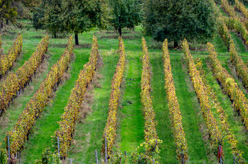 Terraced vineyards around Nittel, Rhineland-Palatinate, Germany and views across Moselle River on vineyard hills of Luxembourg near Grevenmacher