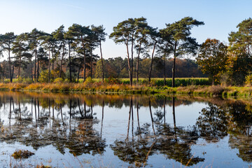 Mirror forest lake with reflection in winter sunny day, Kempen regio in North Brabant, Netherlands