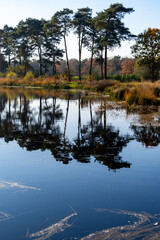Mirror forest lake with reflection in winter sunny day, Kempen regio in North Brabant, Netherlands