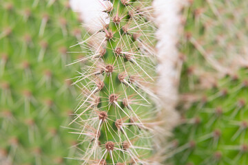 Close up of cactus growing in desert sunlight