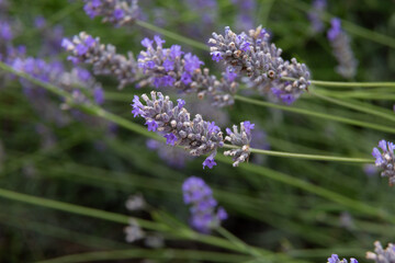 Obraz premium Lavender flowers blooming in a field on a sunny day