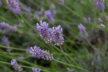 Lavender flowers blooming in a field on a sunny day
