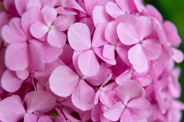 Pink hydrangea flowers blooming in the garden