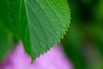 Water droplets sticking to green leaf surface