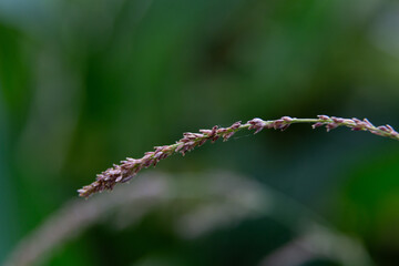 Water droplets sticking to green leaf surface
