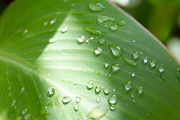Water droplets sticking to green leaf surface