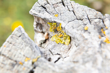 Yellow lichen growing on old tree trunk forming a beautiful pattern