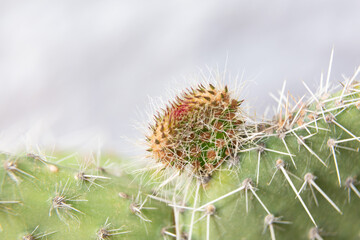 Close up of cactus growing in desert sunlight