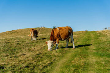 Les vaches à la montagne Drumont en automne 