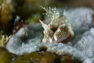 Psychedelic batwing slug (Sagaminopteron psychedelicum). Photo was taken in the island Romblon, Philippines