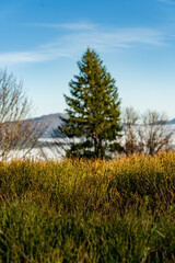 Obraz premium Arbre au paysage de Drumont à Bussang en automne