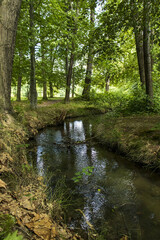 Nature with a small stream. Crooked stream in the forest. A forest with a flowing stream.