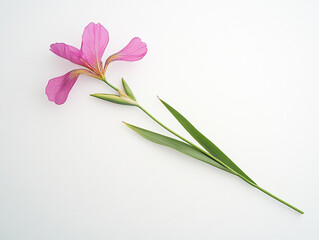 Fototapeta premium Beautiful flowers close-up 