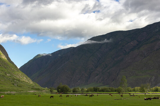 Free range flock of black horses in mountains of Altay, Russian wild nature, horses grazing on green field, farm life outdoors