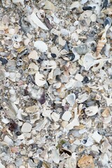 Picture of shell fragments on the sandy beach at Hua Hin District, Prachuap Khiri Khan Province, Thailand for background.
